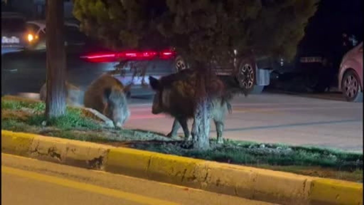 Kuşadası'nda Domuz Saldırısı: Şehir Merkezi Tehdit Altında