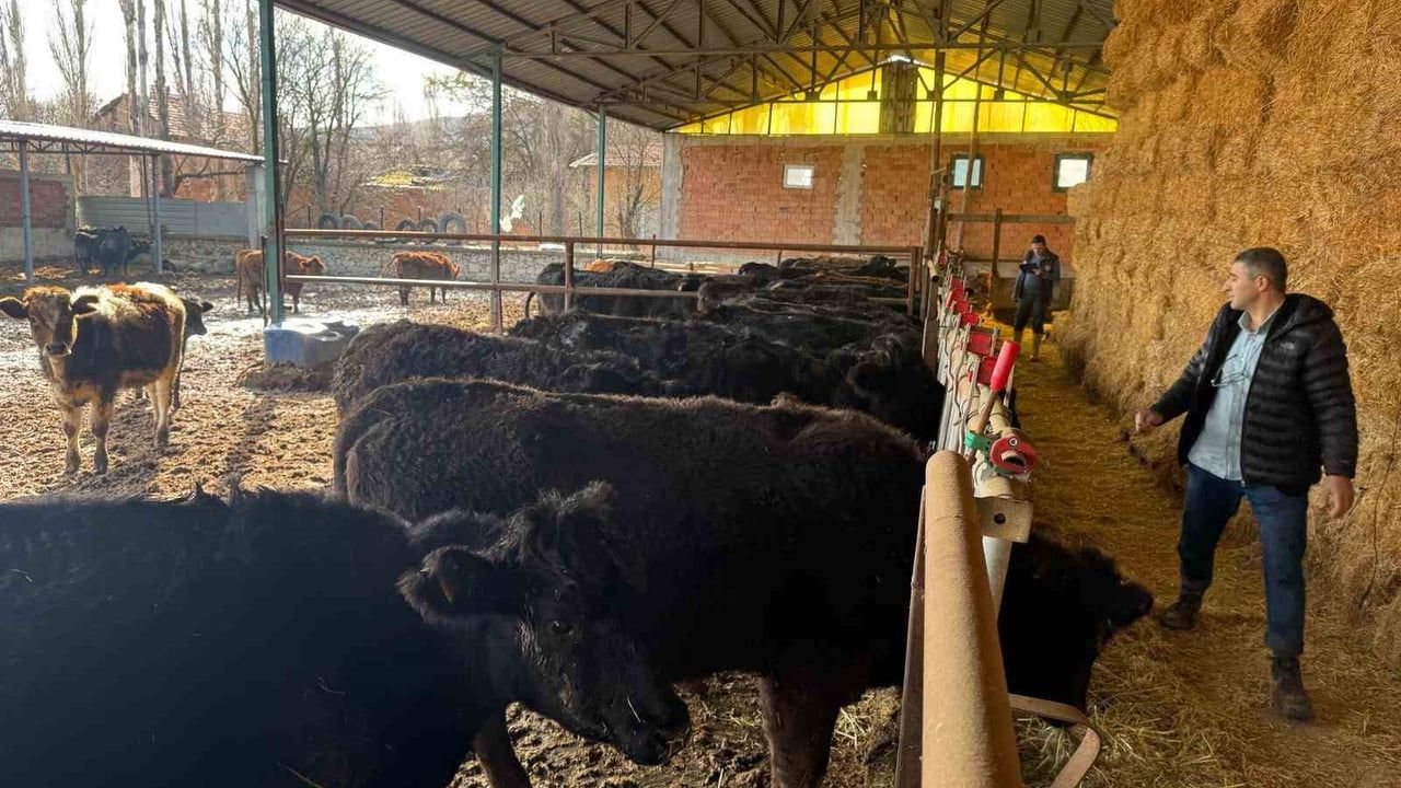 Kütahya'da Hayvan Kontrolleri Tamamlandı