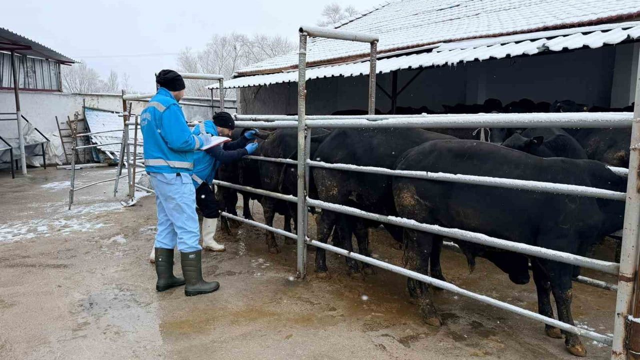 Kütahya'da İthal Sığırların Millileştirilmesi Devam Ediyor