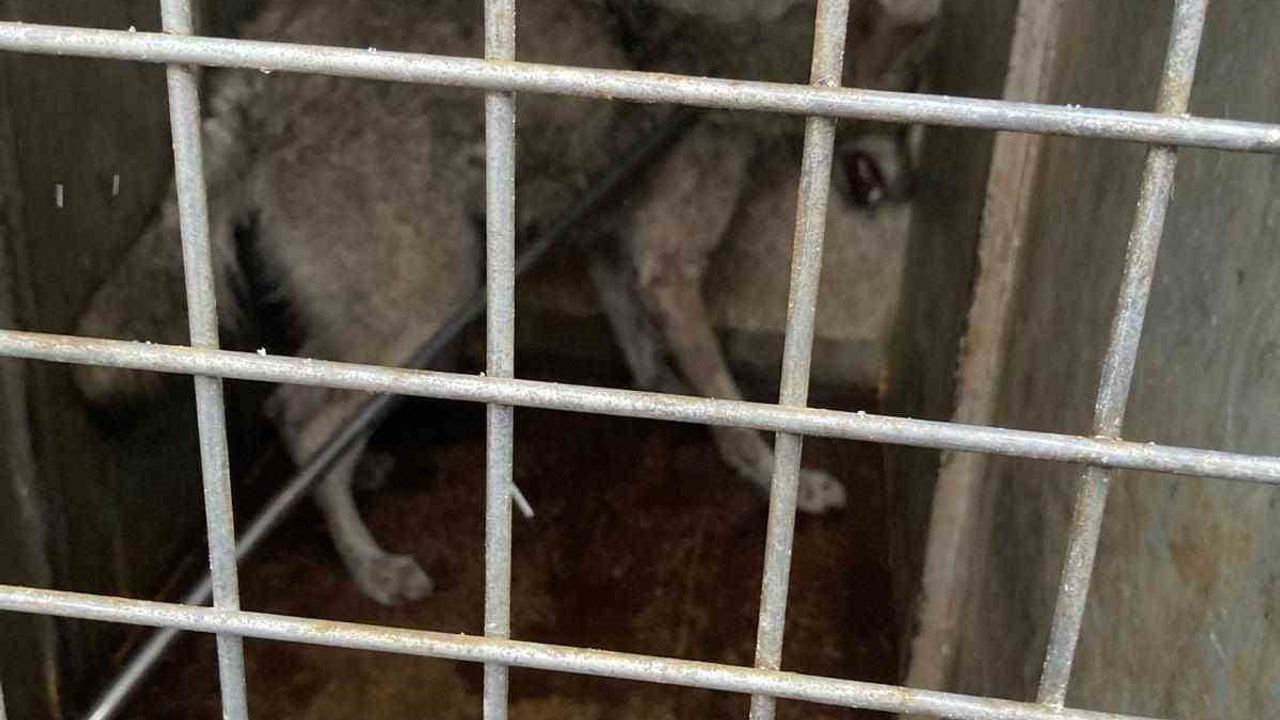 Lastikçide Kurt Panic Yaratıyor