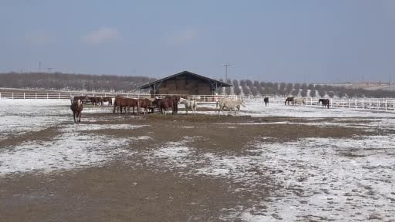 Malatya'da 2026 Şampiyon Adayı Taylar Doğmaya Başladı