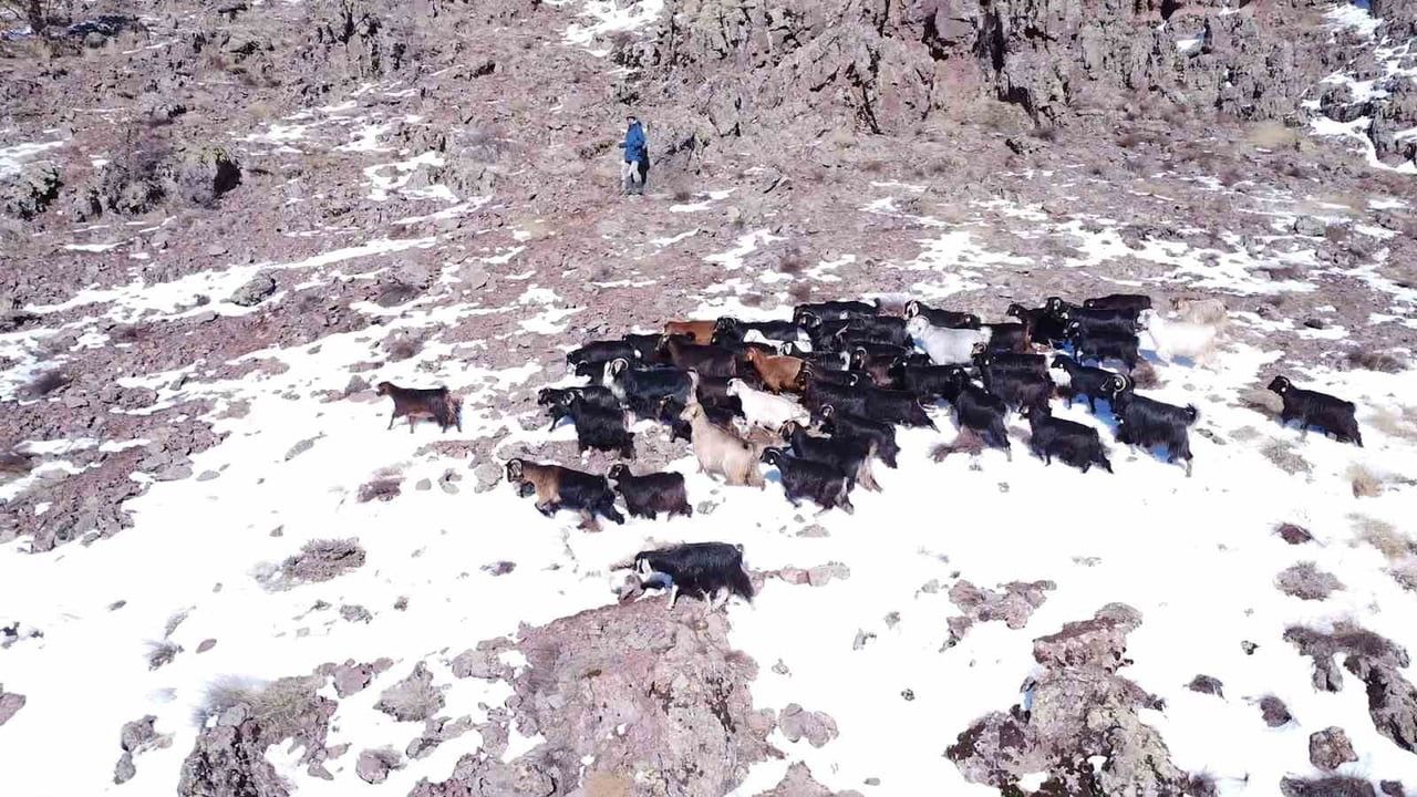 Malatya'da Hayvancılıkta Dayanıklılık: Hayati Açık'ın Mücadelesi