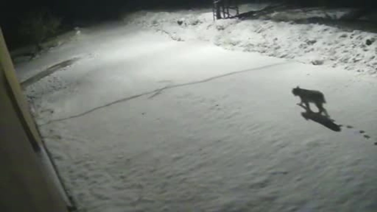 Malatya'da Vaşak Görüntülendi