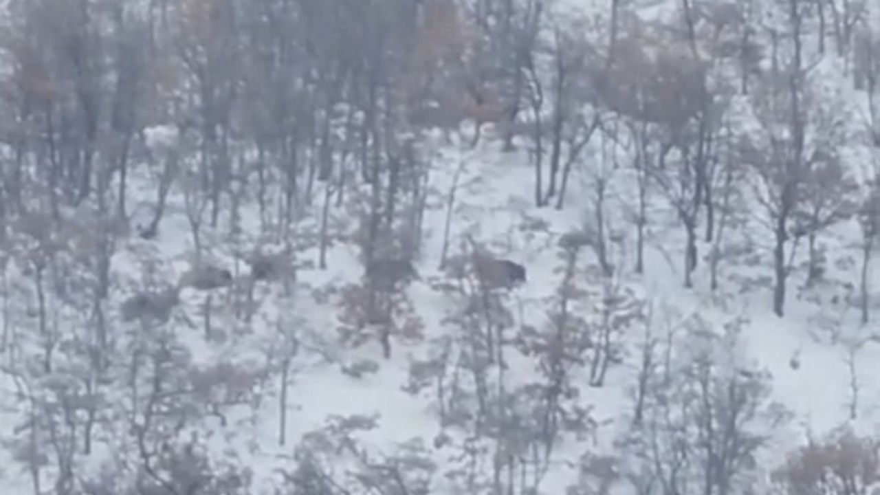 Malatya'da Yiyecek Bulamayan Domuz ve Kurtlar Yerleşim Alanlarına İndi