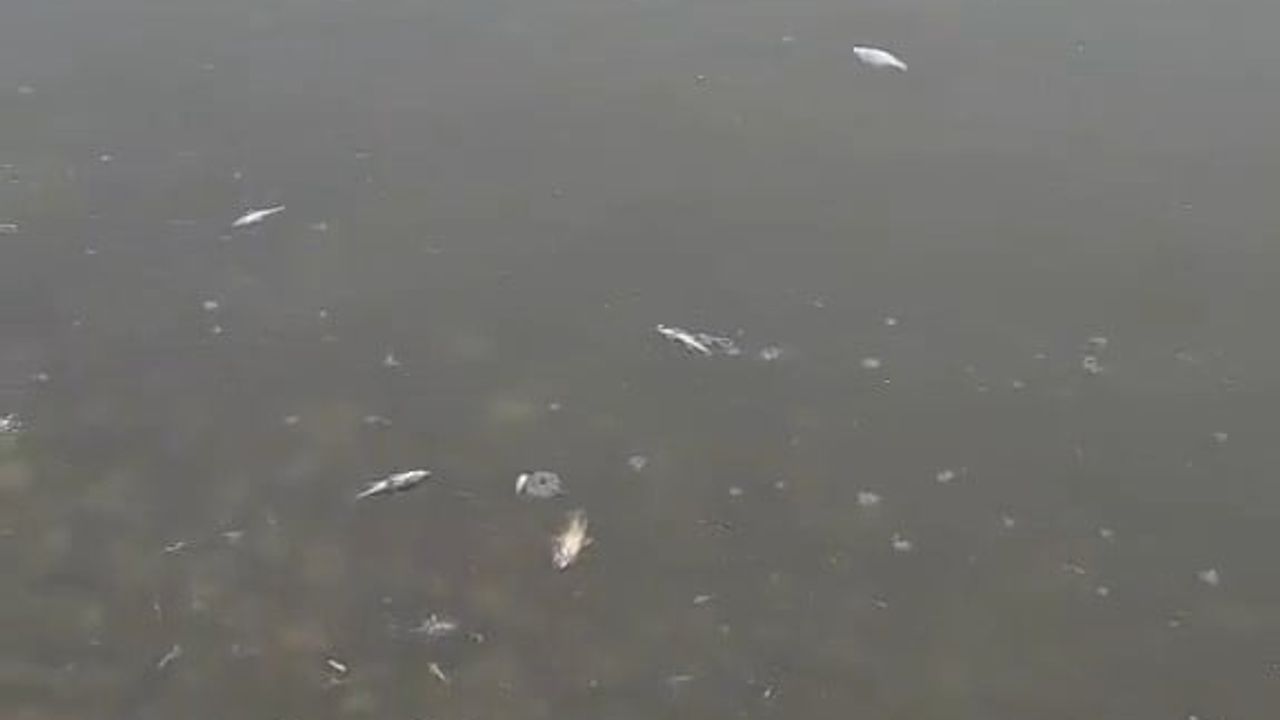 Malkara Karaidemir Barajı'nda Balık Ölümleri Endişe Yarattı