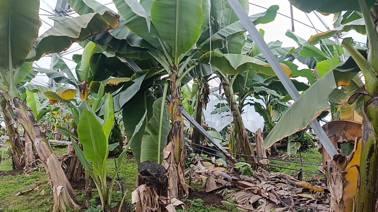 Manavgat'ta Hortum Seraları Yerle Bir Etti