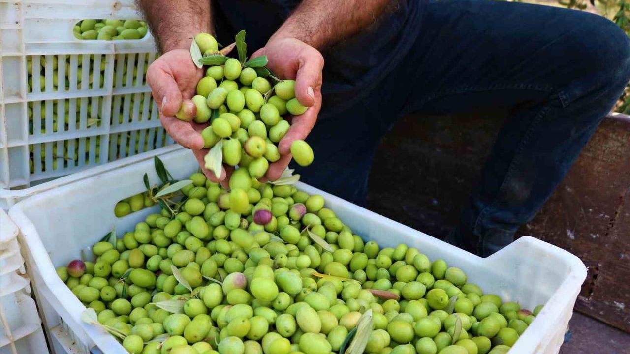 Manisa Coğrafi İşaretlerle Öne Çıkıyor