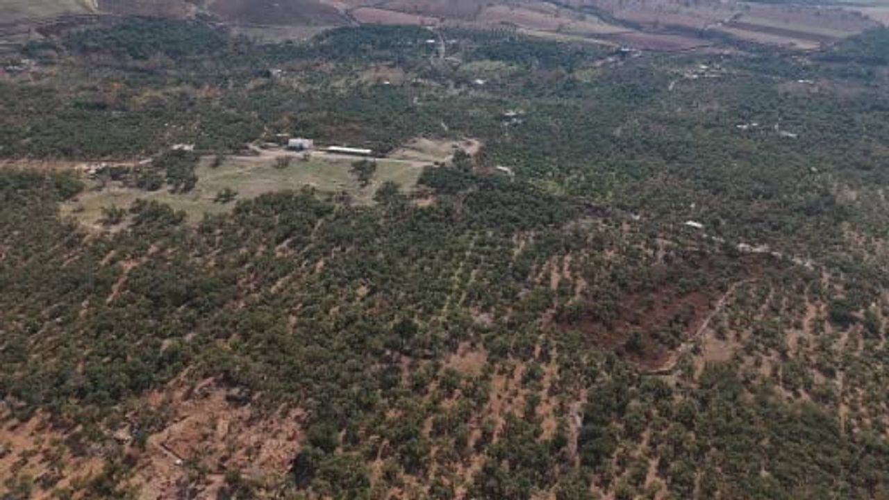 Mardin Büyükşehir Belediyesi'nden Derik Zeytini İçin Dal Kanserine Karşı Kapsamlı Mücadele