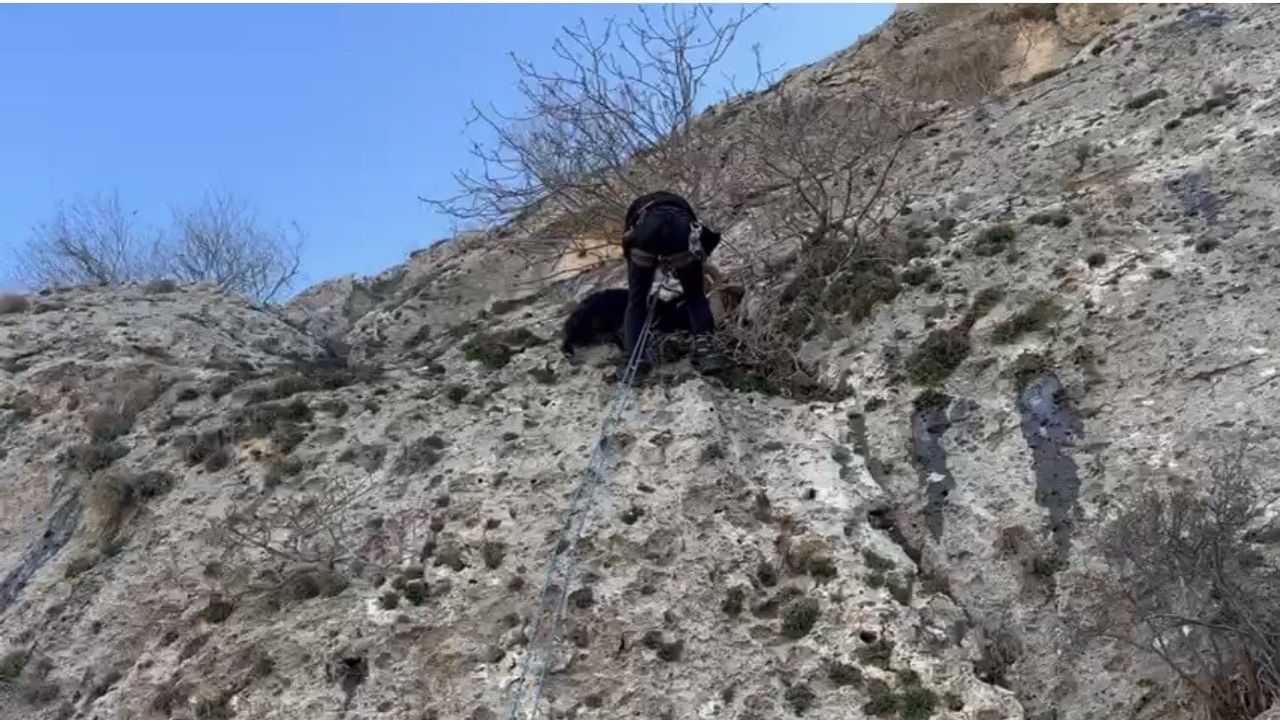 Mardin'de Mahsur Kalmış Keçi AFAD Tarafından Kurtarıldı