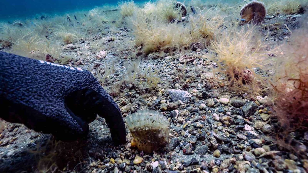 Marmara Denizi'nde Pinalar Artıyor: Sağlık ve Umut