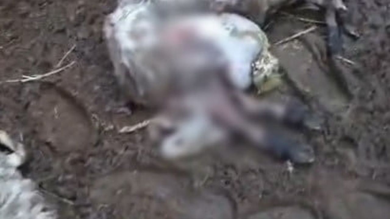 Menteşe'de Koyunlara Kurt Saldırısı