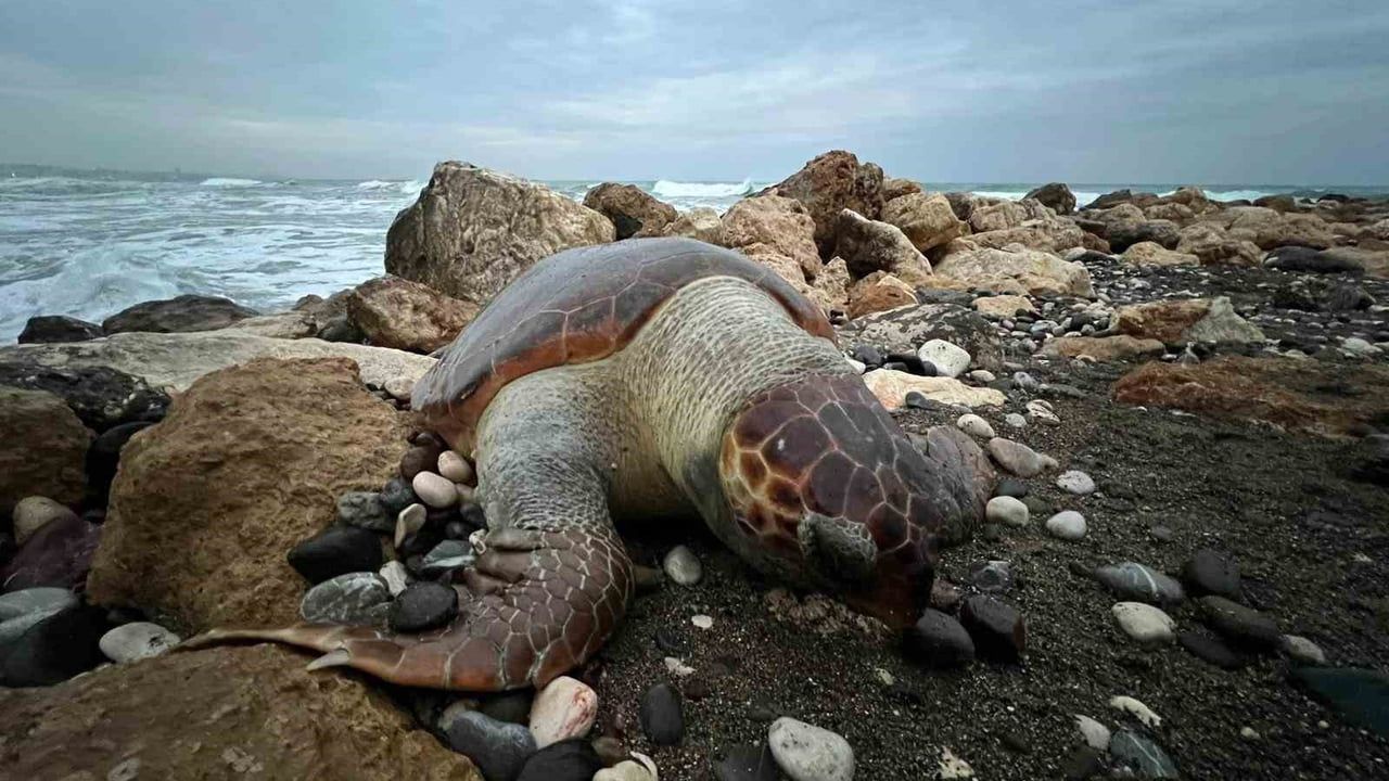 Mersin'de Caretta Caretta Ölümleri Artıyor