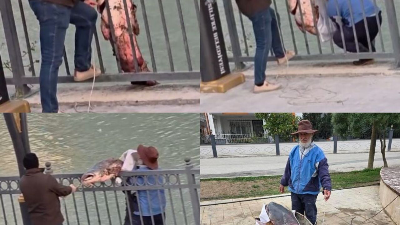 Mersin'de Dev Yayın Balığı Kıyıya Alındı