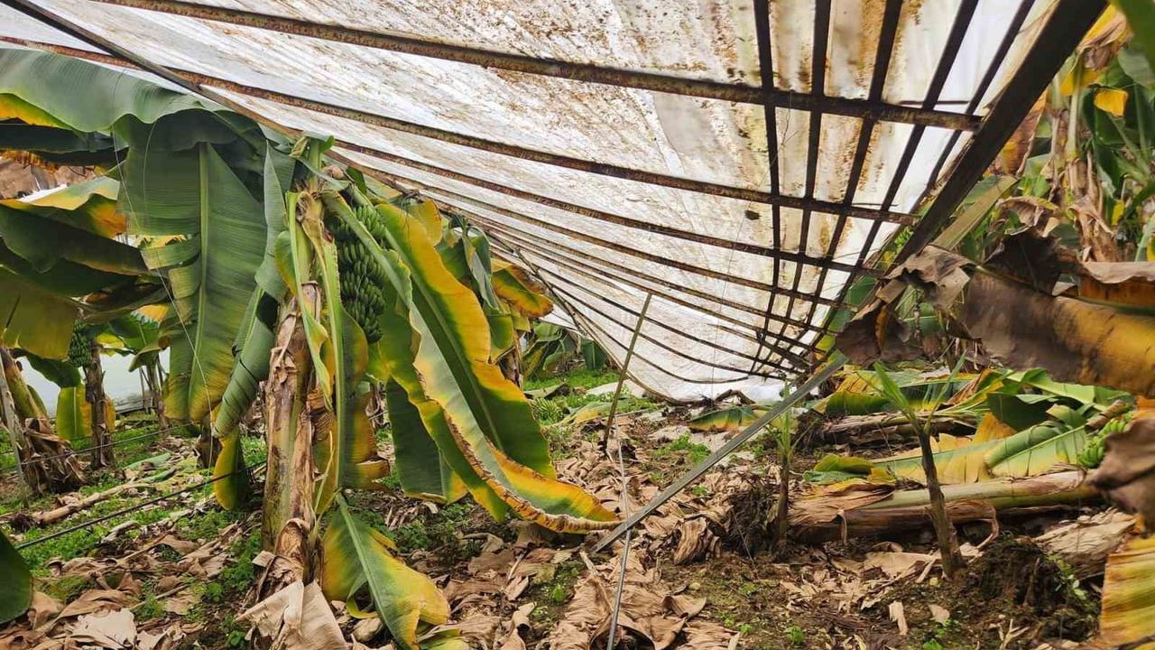 Mersin'de Dolu Felaketi: Tarım Alanları ve Seralar Zarar Gördü