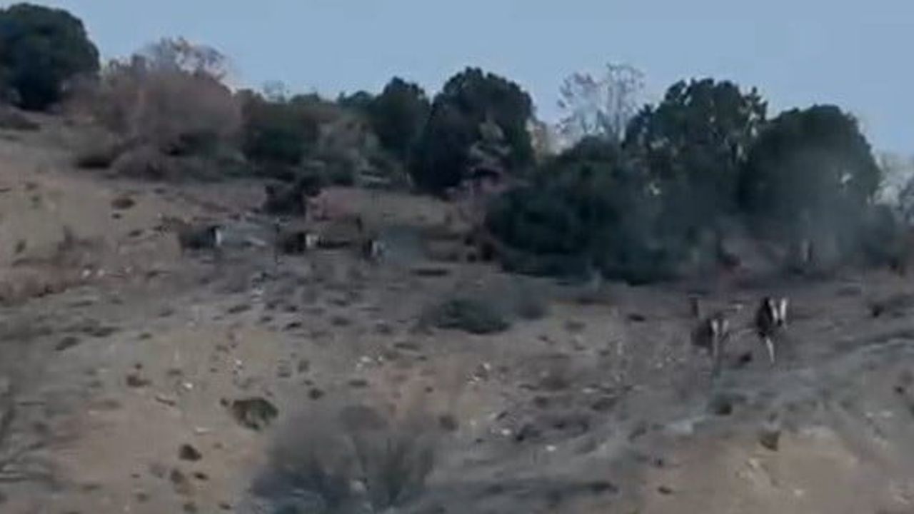 Mihalıççık'ta Geyiklerin Kaçışı Görüntülendi