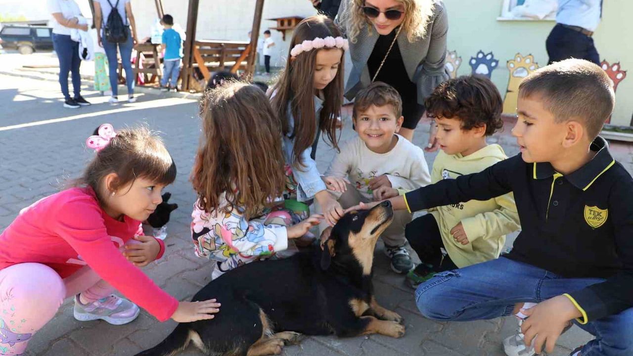 Muğla Büyükşehir, 4.034 Can Dostu Yeni Yuvalarına Kavuştu