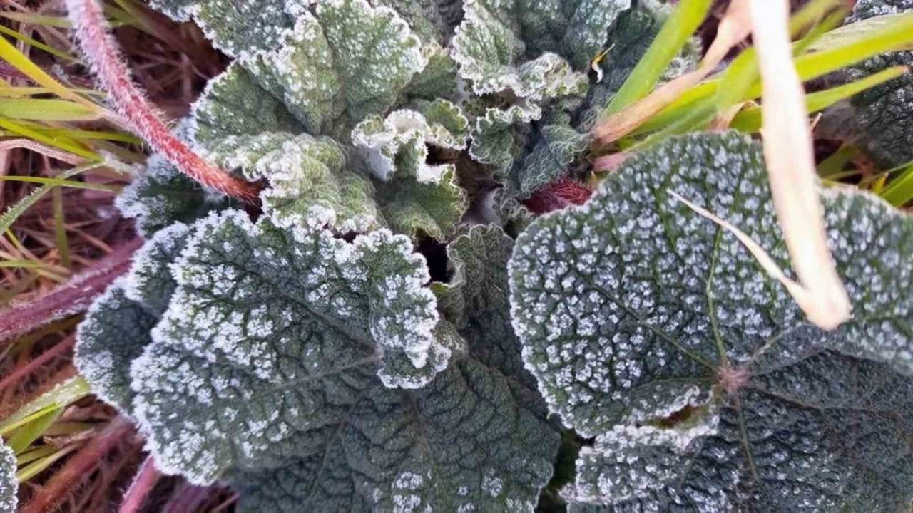 Muğla Sahil Kesimlerinde Hafif Zirai Don Uyarısı