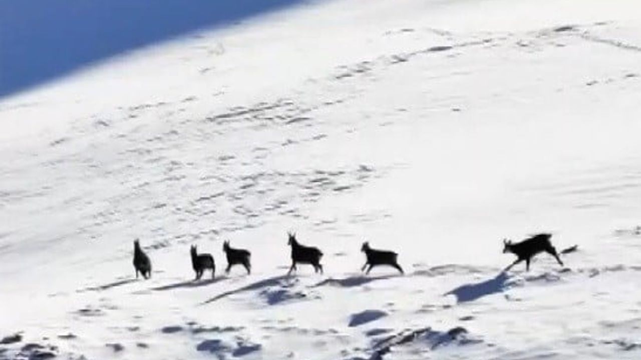 Munzur Dağları'nda Yaban Hayatı