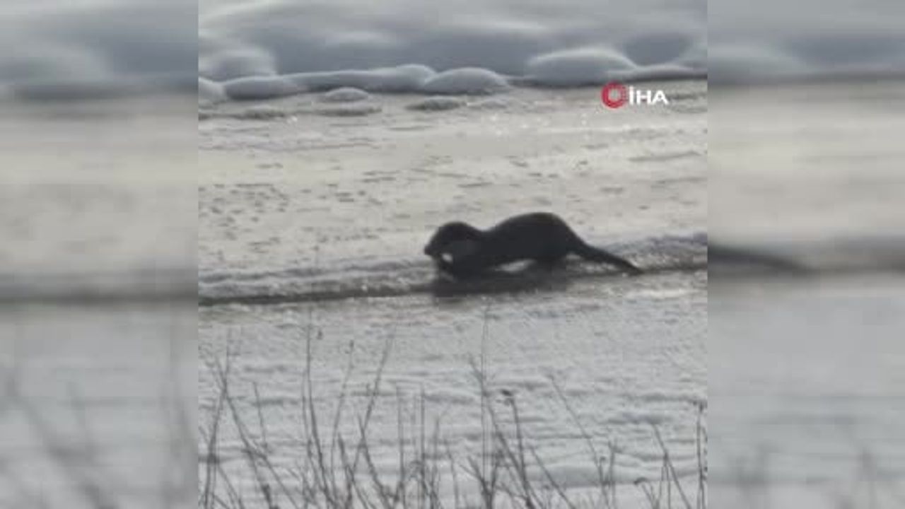Murat Nehri'nde Su Samurları Görüntülendi