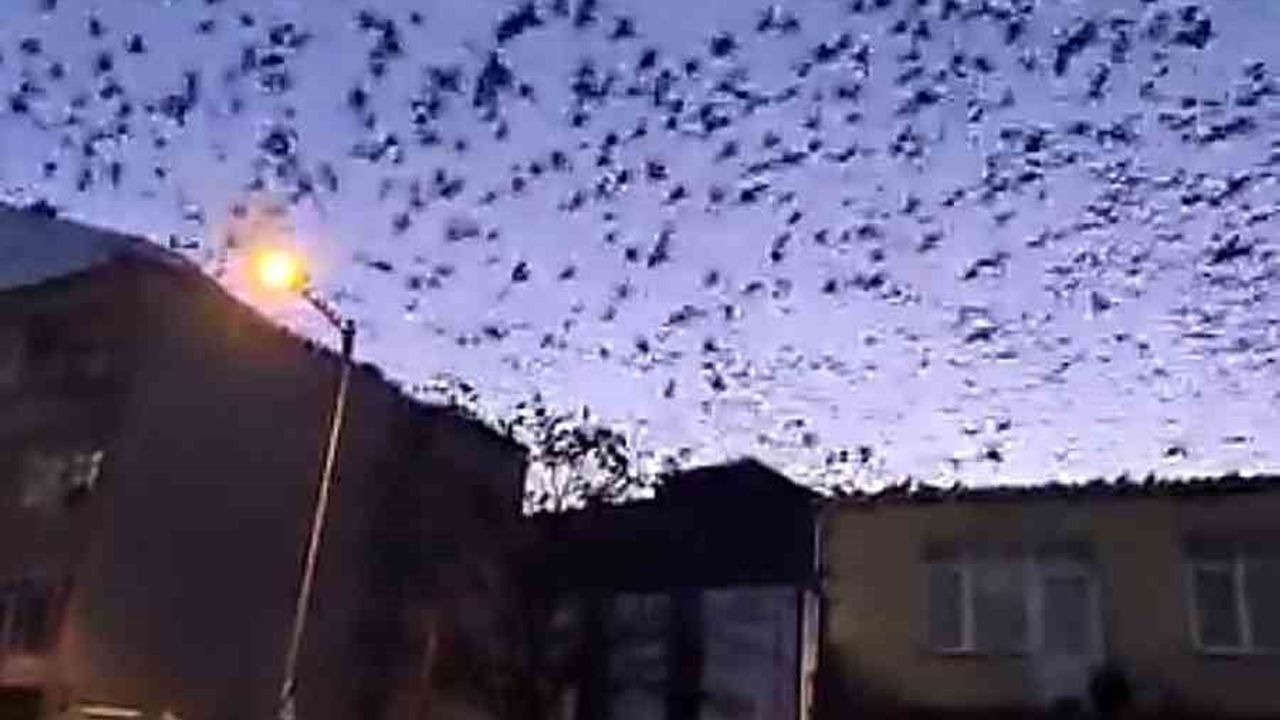 Muratlı'da Kuşlar Gökyüzünü Süslediler