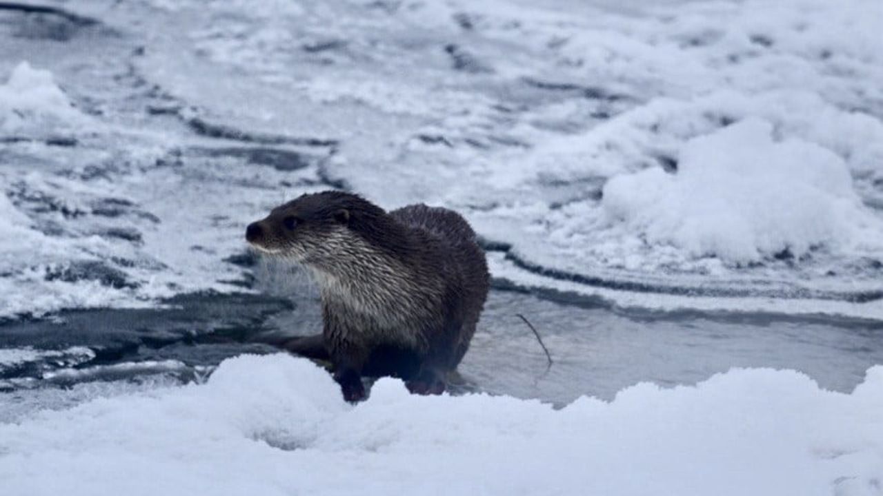 Muş'ta Karasu Nehri'nde Su Samuru Görüntülendi