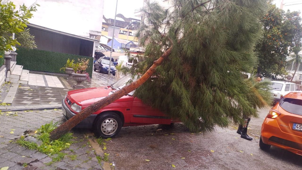 Nazilli Belediyesi'nden Ağaçlara Hızlı Müdahale