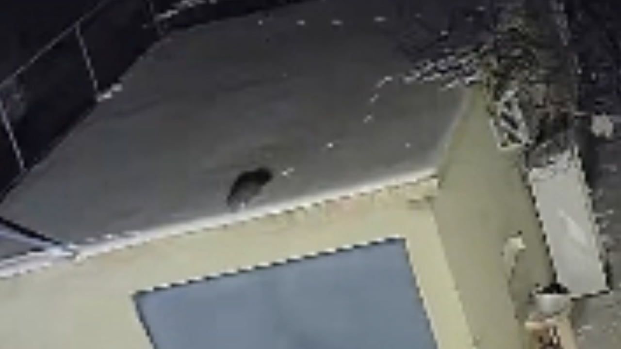 Nesli Tükenme Tehlikesi Altındaki Sansar Ekranlara Yansıdı