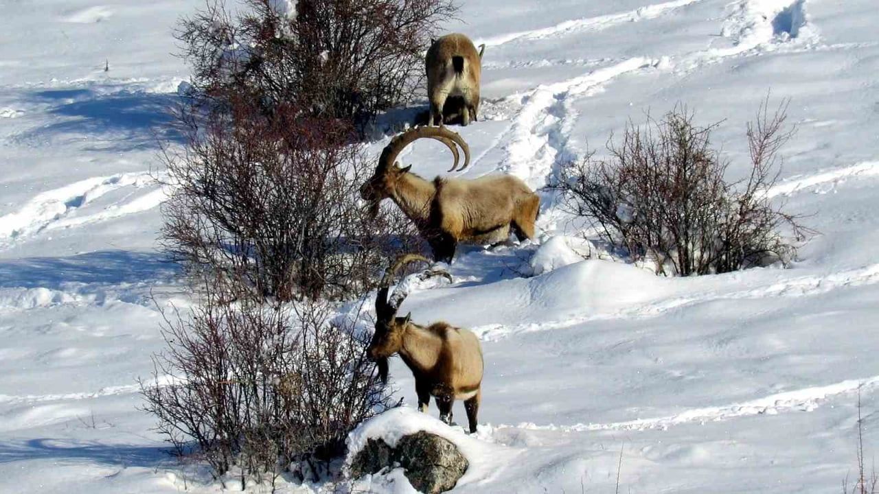 Niğde'de Yaban Keçisi Popülasyonu Artış Gösterdi