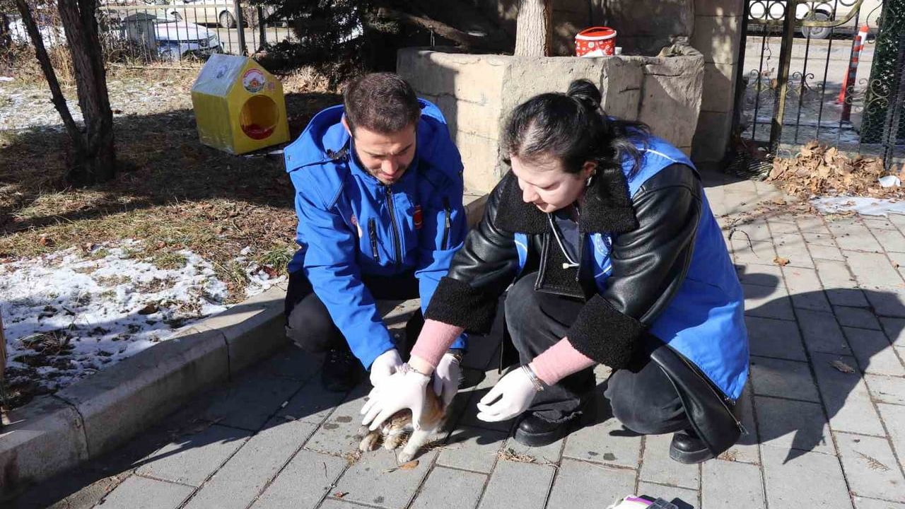 Oltu'da Sokak Kedilerine Kış Yardımı