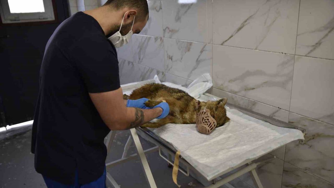 Ölümcül Virüse Yakalanan Çakal Tedavi Altında