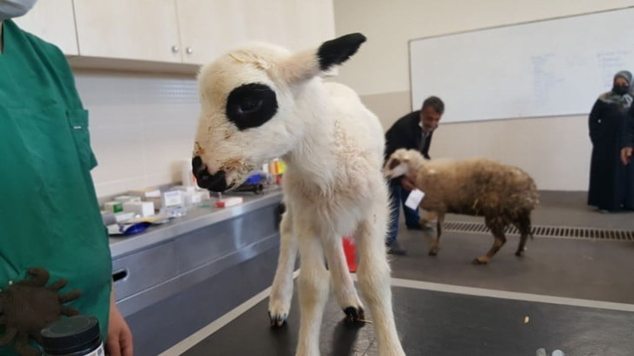 OMÜ Hayvan Hastanesi 2025'te 30 Bin 842 Hayvana Hizmet Verdi