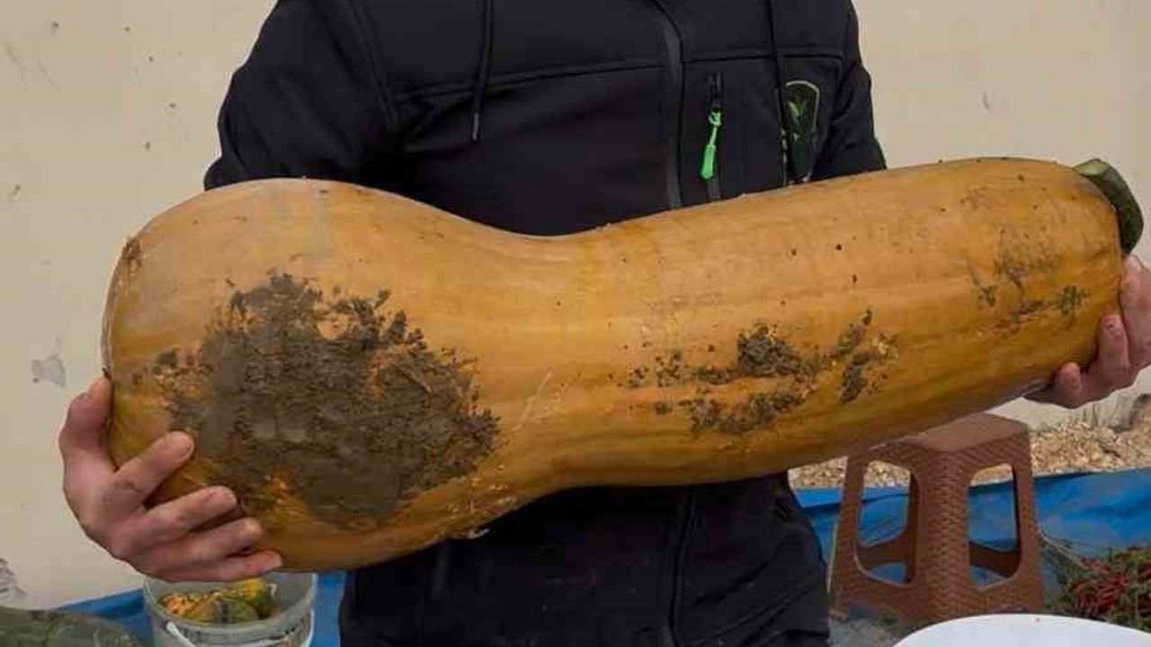 Osmangazi'de Doğal Yöntemlerle 30 Kilogramlık Kıbrıs Bal Kabağı Yetiştirildi