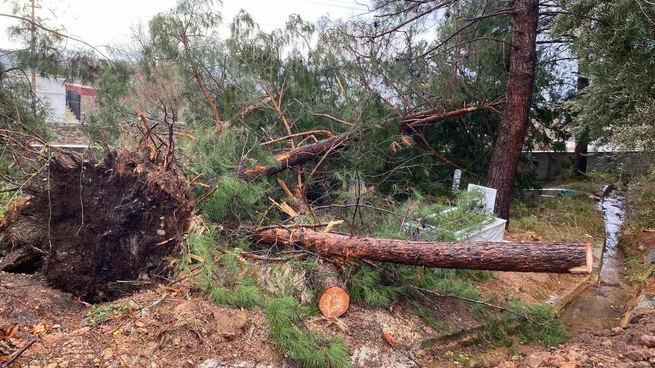 Osmaniye'de Şiddetli Rüzgar Ağaçları Devrildi