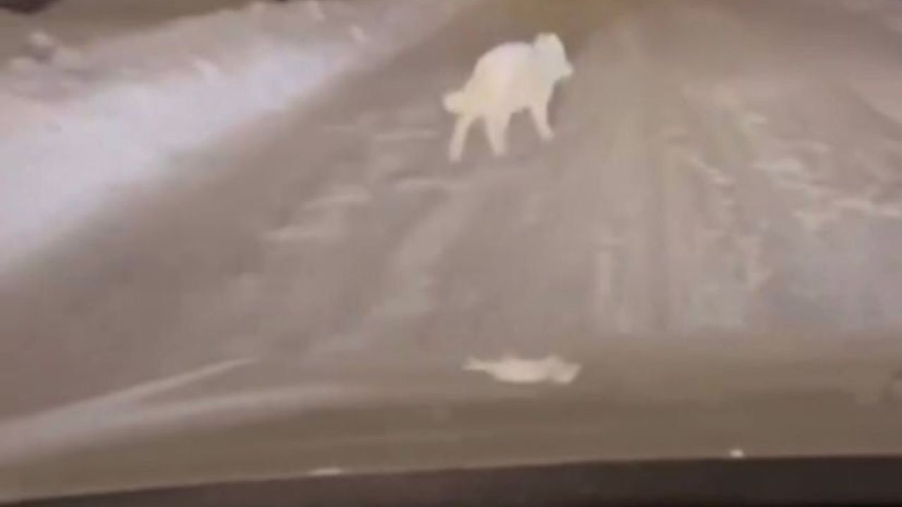 Patnos’ta Kurdu Görenler Kısa Süreli Paniğe Kapıldı