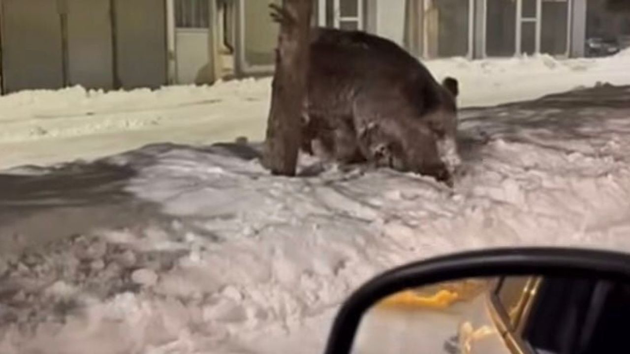 Patnos'ta Yaban Domuzları Şehir Merkezinde Görüldü