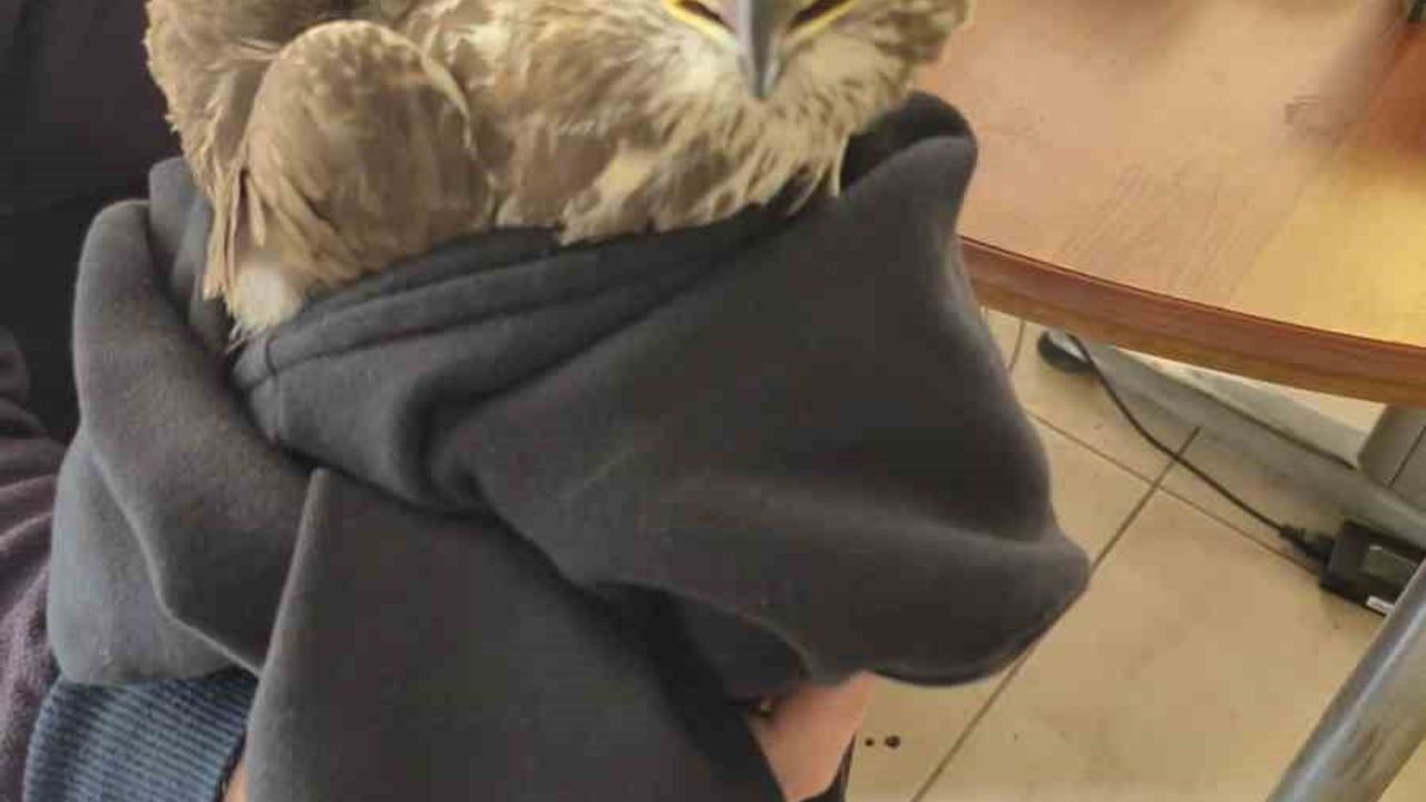 Payas'ta Yaralı Şahin Kurtarıldı