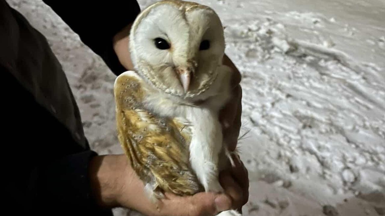 Peçeli Baykuşun Sıcak Yuvası: Ahırda Hayata Tutundu