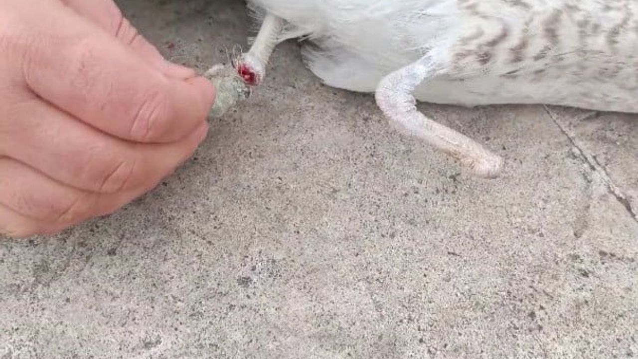 Pendik'te Duyarlı Müdahale ile Kurtarılan Martı