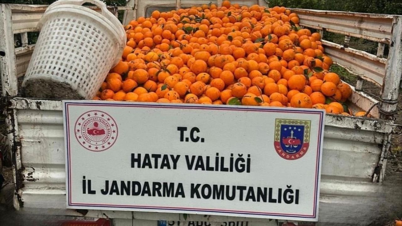 Portakal Hırsızları Suçüstü Yakalandı