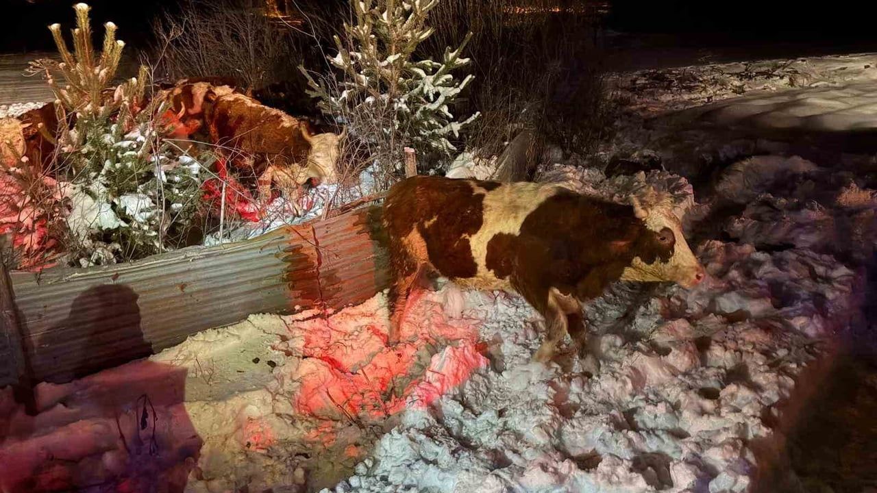 Refahiye'de Hayvan Yüklü Tır Devrildi: 45 Büyükbaş Kurtarıldı