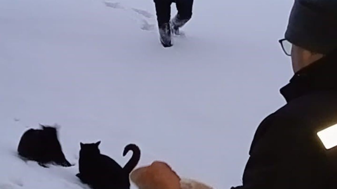 Sahipsiz Hayvanlar İçin Seferberlik: Giresun Yaylalarında Mücadele