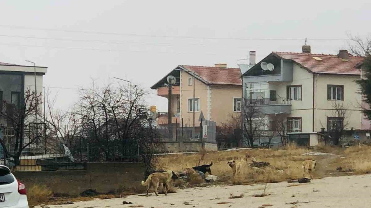 Sahipsiz Köpekler Tarafından Saldırıya Uğrayan Kadına Yardım Etti