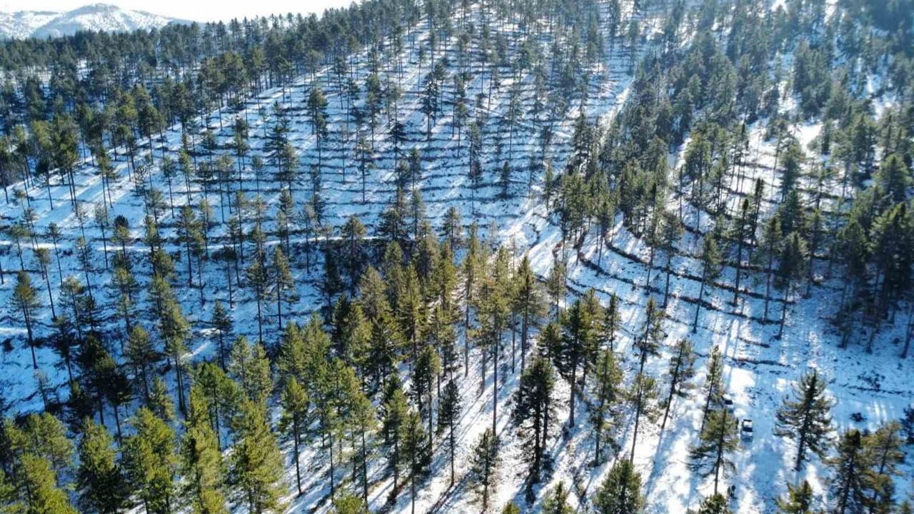Saimbeyli Ormanları Geleceğe Yönelik Yenileniyor