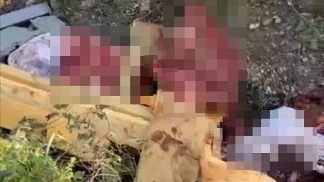 Sakarya'da Hayvan Kesimi Operasyonu: 5 At Kurtarıldı