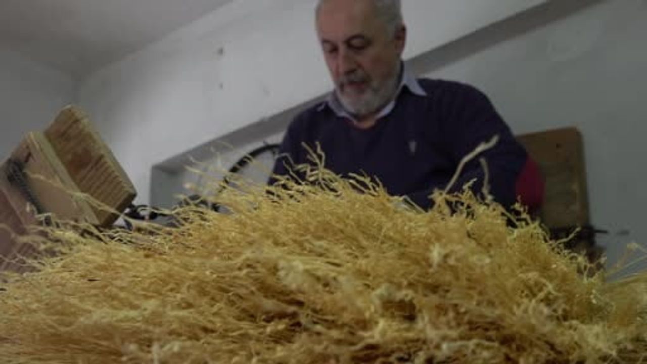 Sakarya'da Yok Olmaya Yüz Tutan Ot Süpürgeleri