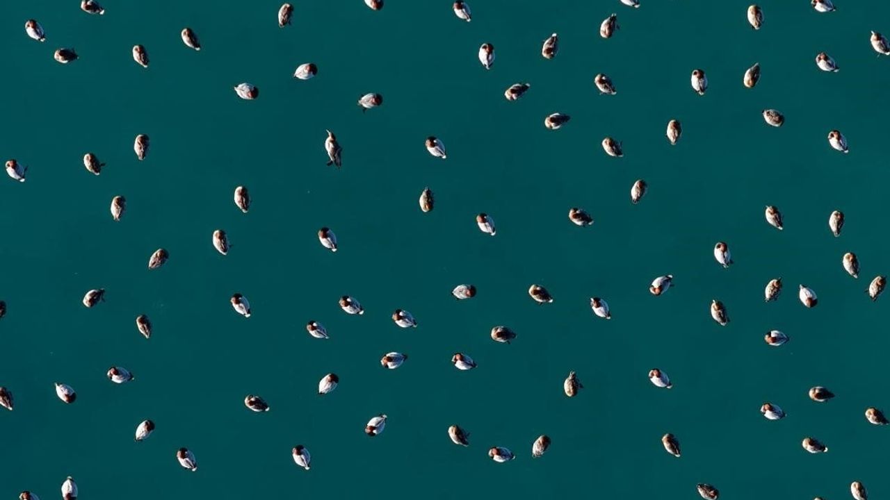 Salda Gölü'nde Elmabaş Patka Ördekleri Görüntülendi