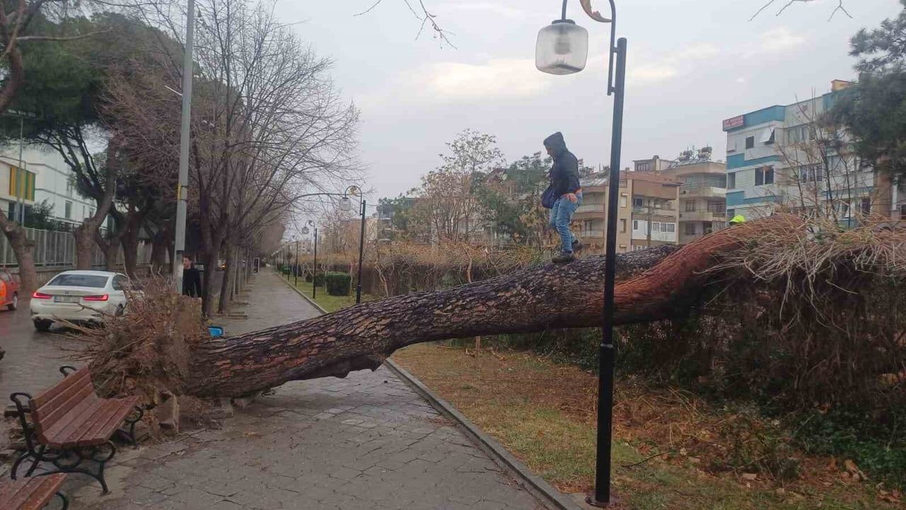 Salihli'de Fırtına Felaketi: Ağaçlar Devrildi ve Çatılar Uçtu