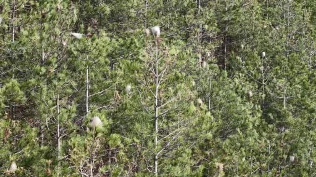 Samsun'da Çam Kese Tırtılı İstilası Tehlikesi