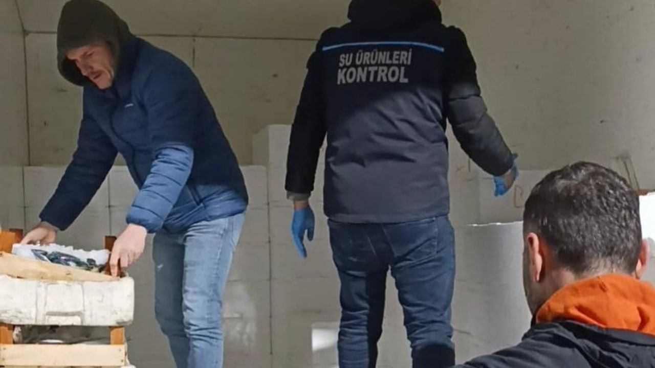 Samsun'da Kaçak Avlanan Mezgit Balıklarına El Konuldu