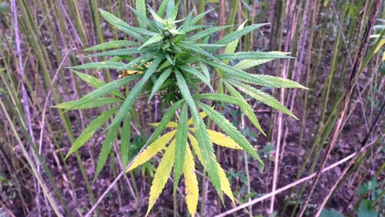 Samsun'da Kenevir Üretiminde Son Tarih Uyarısı